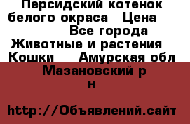 Персидский котенок белого окраса › Цена ­ 35 000 - Все города Животные и растения » Кошки   . Амурская обл.,Мазановский р-н